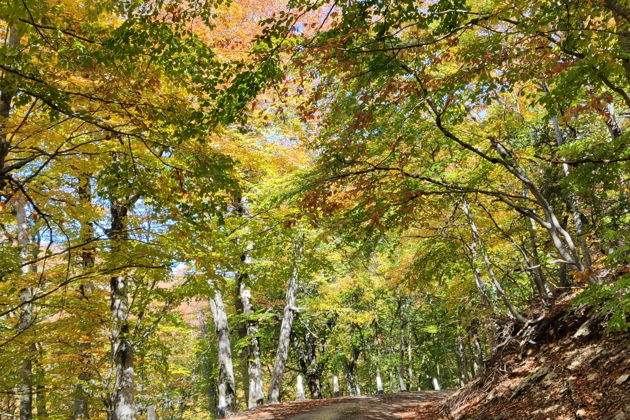Фото экскурсии - Прогулка по царской дороге: история династии Романовых - 11