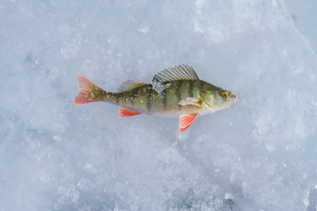 Фото - экскурсия: Рыбалка на Ольхоне с катамарана