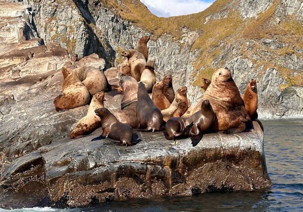 Морская прогулка в Бухту Русскую: высадка, рыбалка и крабовое сафари - фото 4