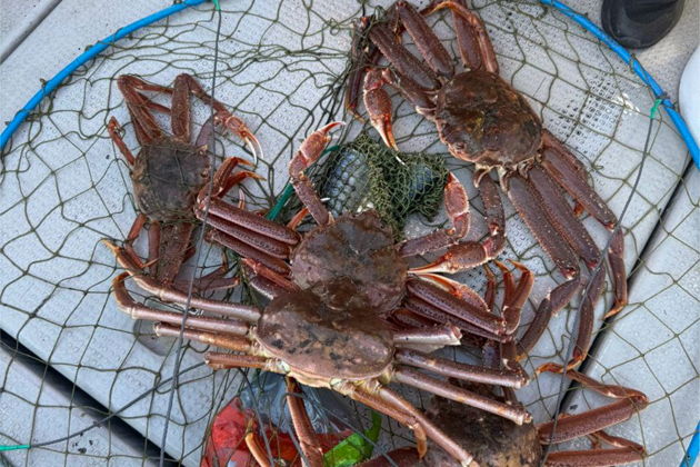 Фото экскурсии - Морская и глубоководная «Трофейная» рыбалка, крабовое сафари в Тихом оке - 9