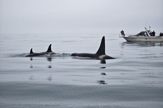 Фото экскурсии - Морская экскурсия на остров Старичков с рыбалкой и охотой на крабов - 6