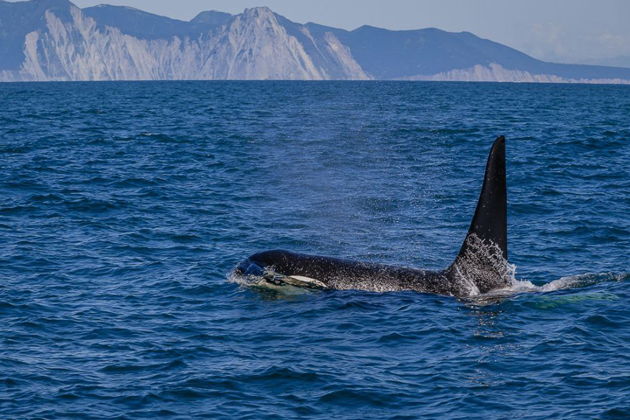 Фото экскурсии - Морская экскурсия на остров Старичков с рыбалкой и охотой на крабов - 8