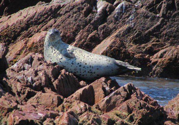 Морское приключение, морские котики и морепродукты во Владивостоке - фото 3