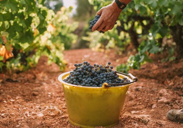 In vino veritas! Истина - в вине! - фото 2