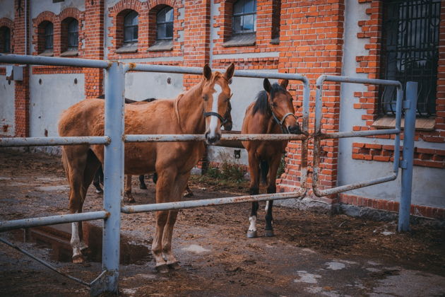 Фото экскурсии - Королевская дорога: Черняховск, Советск и Неман с посещением конезавода - 6