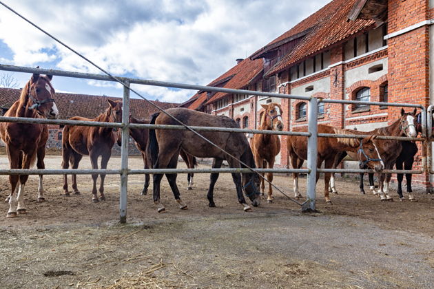 Фото экскурсии - Исследуем замок Тапиау и памятники прусской истории - 11