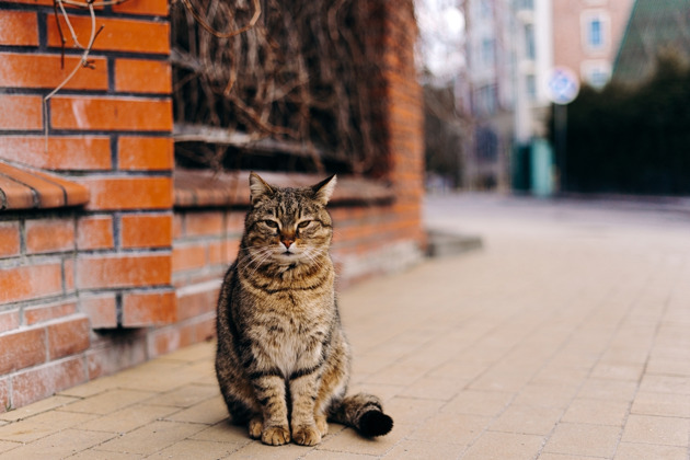 Фото - экскурсия: Прогулка по солнечному Зеленоградску