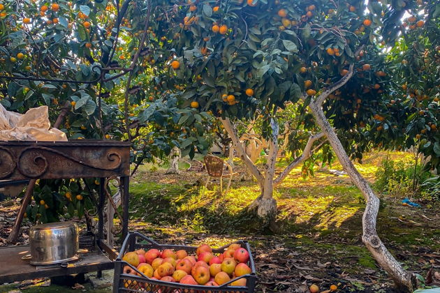 Фото экскурсии - Путешествие в Абхазию на минивэне: Гагры, Рица и Пицунда - 7