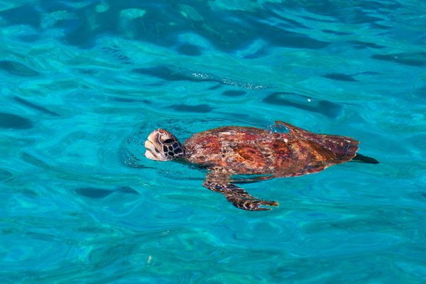 Фото экскурсии Симиланские острова с возможностью выбора маршрута
