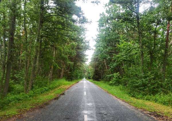 Куршская коса из Янтарного + Зеленоградск - фото 4