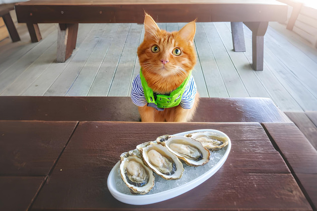 Фото - экскурсия: Исследуем остров Русский с визитом на Мореферму