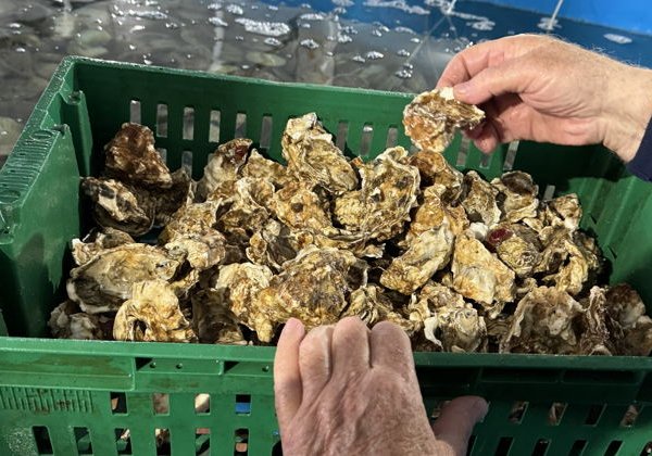 Прогулка по острову Русский с посещением Морефермы - фото 2