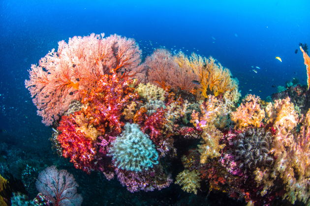 Фото экскурсии - Встречаем рассвет на острове Рача и отправляемся на глубоководную рыбалку - 8