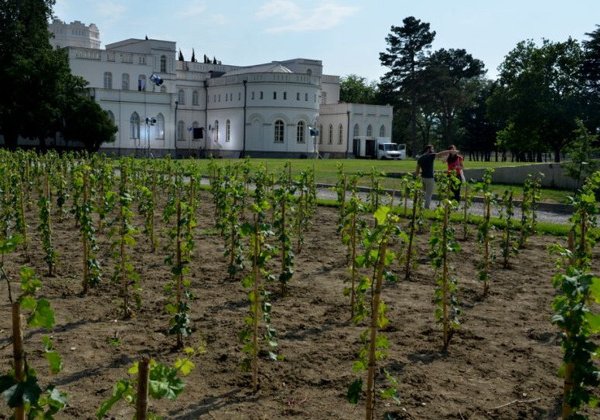 Винный тур в Картли