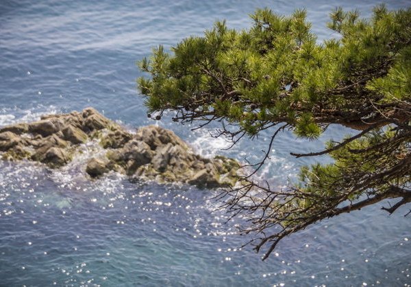 Полуостров Гамова на катере. Тюлени и пляж с чёрным вулканическим песком - фото 4