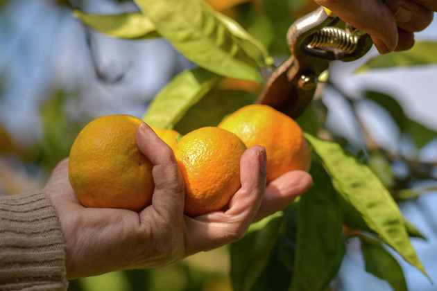 Фото - экскурсия: Абхазия в миниатюре: Гагра, Рица и Новый Афон на одном маршруте