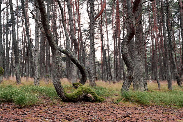Фото экскурсии - Экскурсия на микроавтобусе: сыроварня Шаакен Дорф, Куршская коса и Зеленоградск - 7