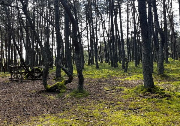Экскурсия на микроавтобусе: сыроварня Шаакен Дорф, Куршская коса и Зеленоградск - фото 2