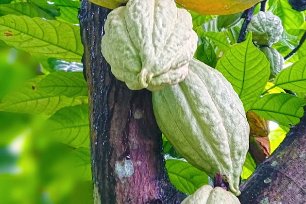 Фото экскурсии - Убуд - тайны и загадки  - 6