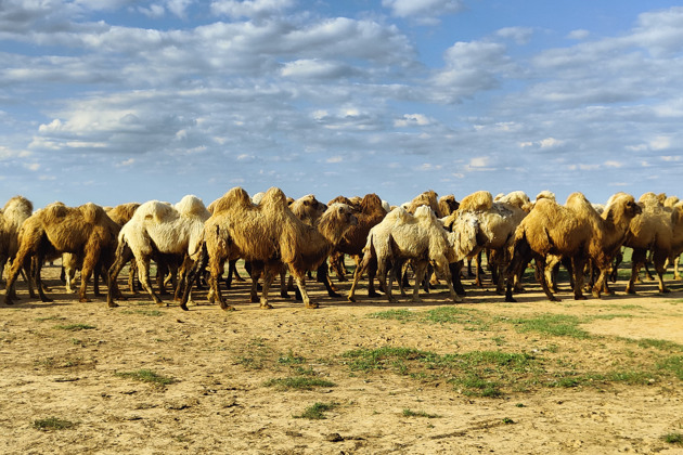 Фото - экскурсия: Познакомьтесь с культурой западных монголов