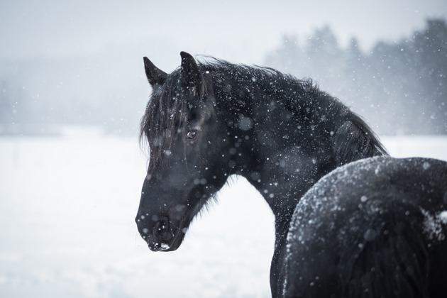 Фото - экскурсия: Фотографии на лошадях в Гардабани