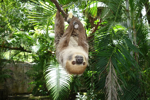 Фото экскурсии - Экскурсия в зоопарк Кхао Кхео из Паттайи - 13