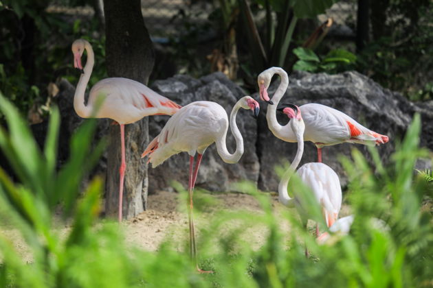 Фото экскурсии - Экскурсия в зоопарк Кхао Кхео из Паттайи - 14