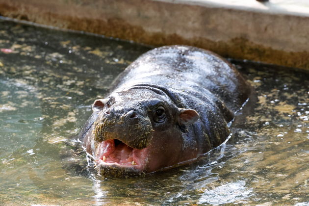 Фото экскурсии - Экскурсия в зоопарк Кхао Кхео из Паттайи - 15