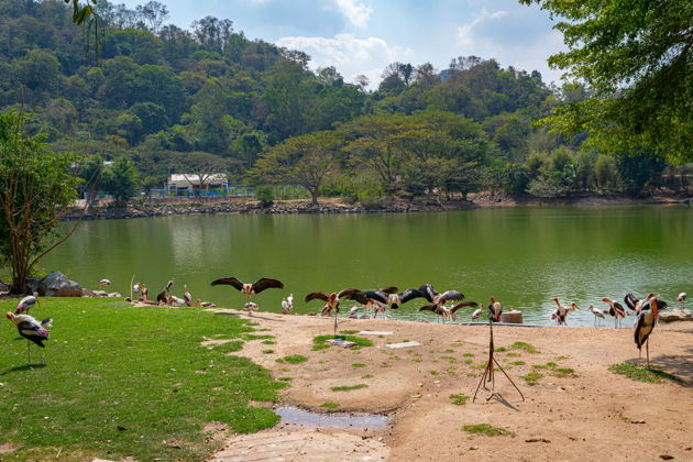 Фото экскурсии - Экскурсия в зоопарк Кхао Кхео из Паттайи - 11