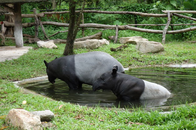 Фото экскурсии - Экскурсия в зоопарк Кхао Кхео из Паттайи - 12
