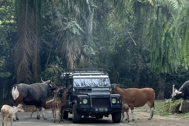 Фото экскурсии - Сафари на джипе по парку Bali Safari and Marine park - 1