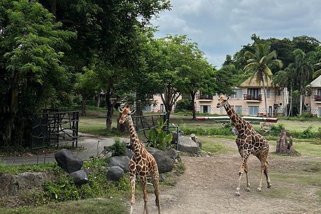 Фото экскурсии - Сафари на джипе по парку Bali Safari and Marine park - 2