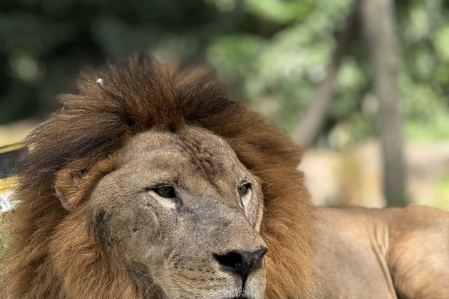 Фото экскурсии - Сафари на джипе по парку Bali Safari and Marine park - 5