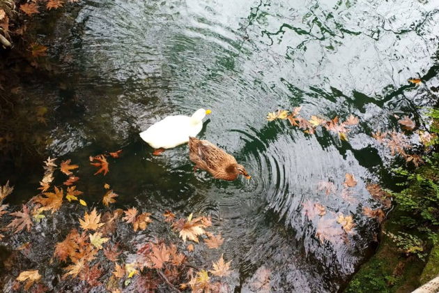 Фото экскурсии - Водопады Анталии в окружении живописной природы - 7