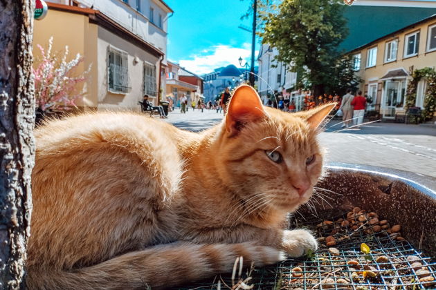 Фото экскурсии - Морское путешествие по Балтике: Светлогорск и Зеленоградск - 14