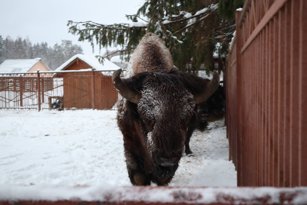 Фото - экскурсия: Путешествие в мир зубров и конная прогулка