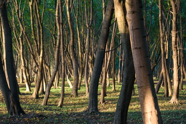 Фото экскурсии - В поисках Янтарной комнаты: прогулка по побережью с выбором города - 5