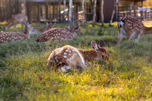 Фото экскурсии - Горный маршрут: природа, вино, древняя чинара и олени - 6