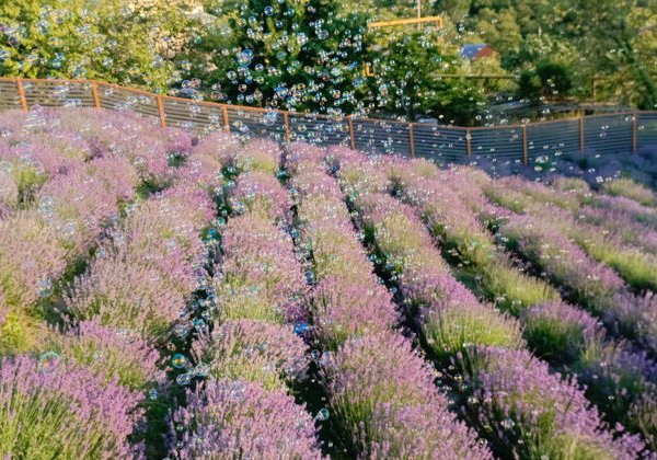Лавандовая ферма и Дагомысские корыта - фото 4