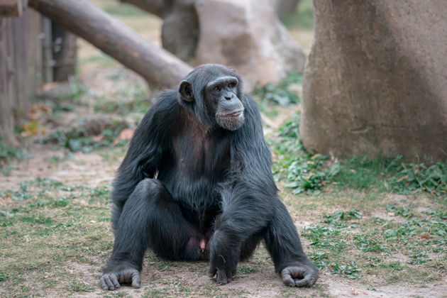 Фото экскурсии - Отправляйся в шанхайский парк диких животных - 7