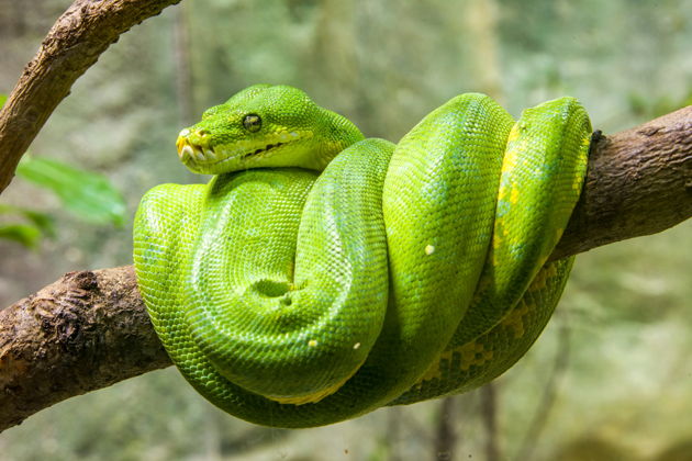 Фото экскурсии - Входной билет в Парк Рептилий «Bali Reptile Park» на 1 день - 1