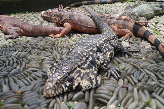 Фото экскурсии - Входной билет в Парк Рептилий «Bali Reptile Park» на 1 день - 2