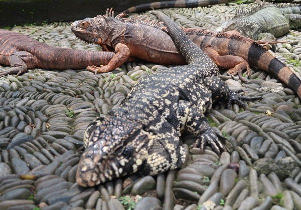 Входной билет в Парк Рептилий «Bali Reptile Park» на 1 день - фото 2