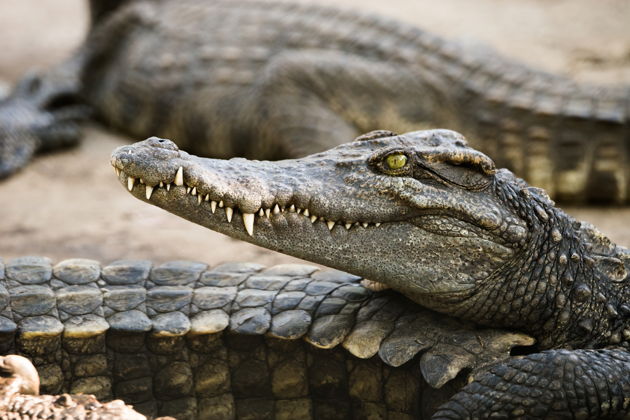 Фото экскурсии - Входной билет в Парк Рептилий «Bali Reptile Park» на 1 день - 3