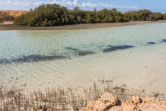 Фото экскурсии - Откройте богатства Красного моря в Рас-Мохаммеде на суше и в глубинах - 8