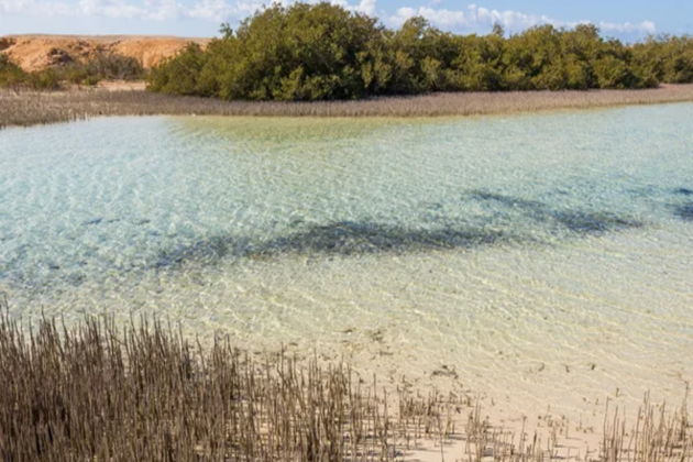 Фото экскурсии - Откройте богатства Красного моря в Рас-Мохаммеде на суше и в глубинах - 9