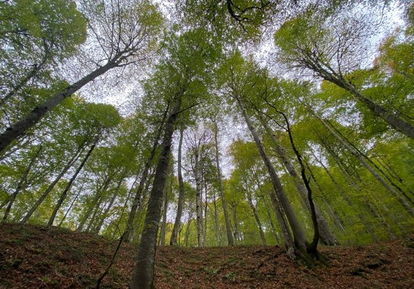 Эстония 100-летней давности в Таллине - фото 2