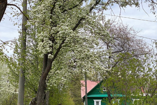 Фото экскурсии - Вечные города Новгородской земли: Великий Новгород — Старая Русса - 5