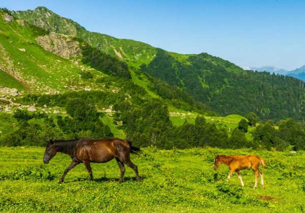 Альпийские луга Абхазии из Гагры (индивидуальные)
