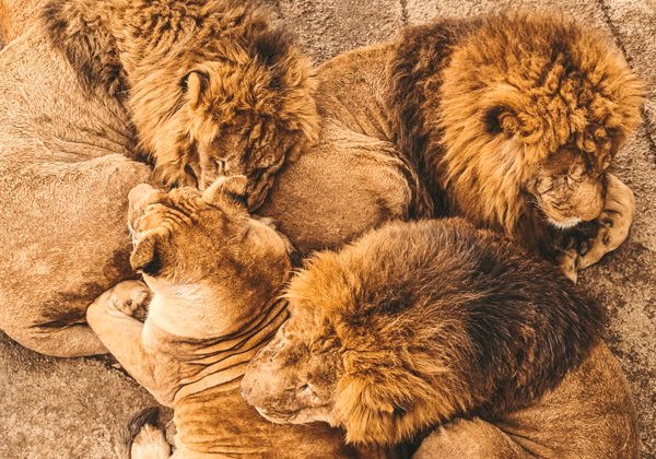Сафари-тур в Абхазию - фото 3